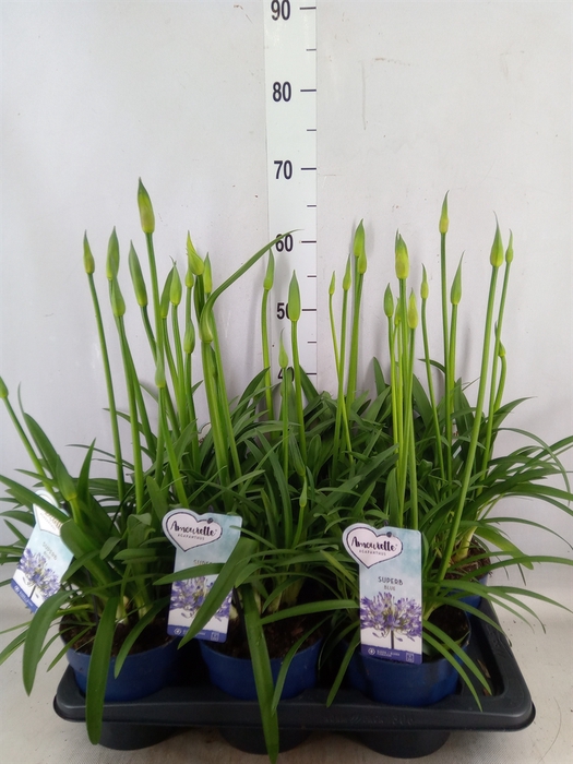 <h4>Agapanthus  'Amourette Superb'</h4>