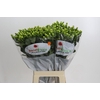Hypericum Green Power