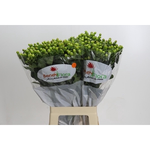 Hypericum Green Power