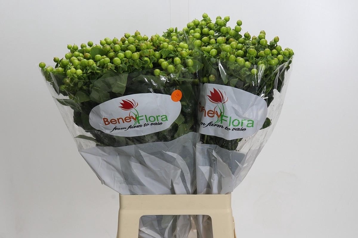 <h4>Hypericum Green Power</h4>