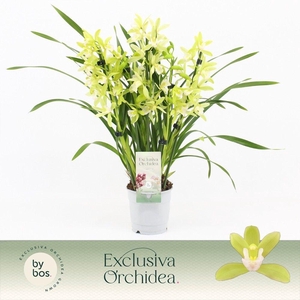 Cymbidium, Mint Source 5-spike 'Exclusiva Orchidea'