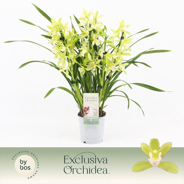 <h4>Cymbidium, Mint Source 5-spike 'Exclusiva Orchidea'</h4>