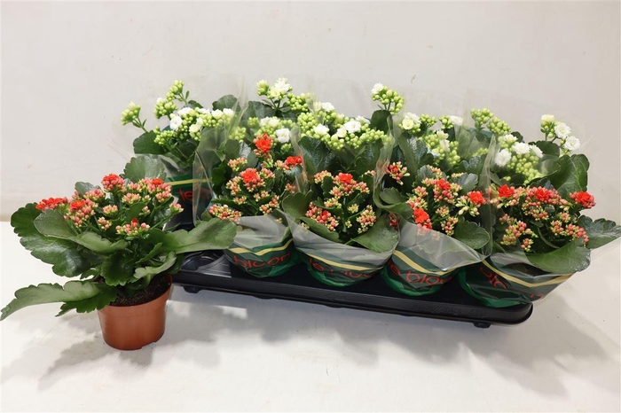 <h4>Kal Ge Gem 2 Kl</h4>