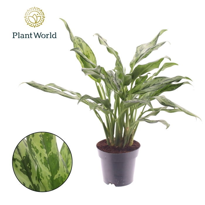 <h4>Aglaonema Juliette</h4>