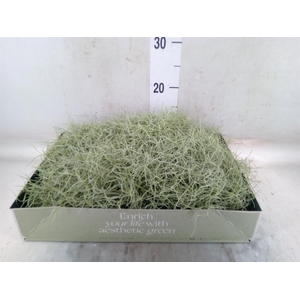 Tillandsia usneoides