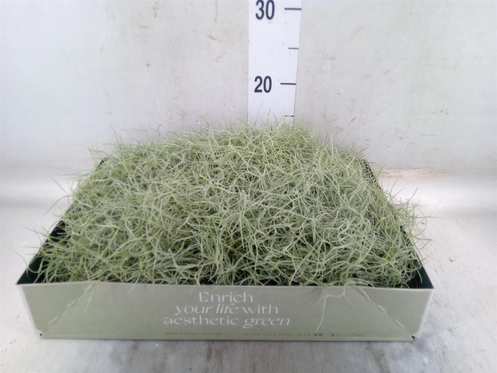 <h4>Tillandsia usneoides</h4>