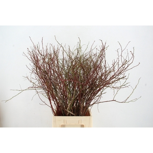 VACCINIUM(BOSBES) ROOD PER STEM 85/95CM