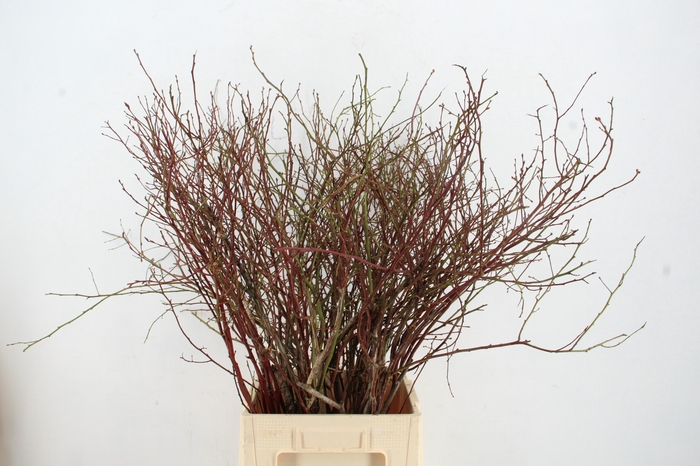 <h4>VACCINIUM(BOSBES) ROOD PER STEM 85/95CM</h4>