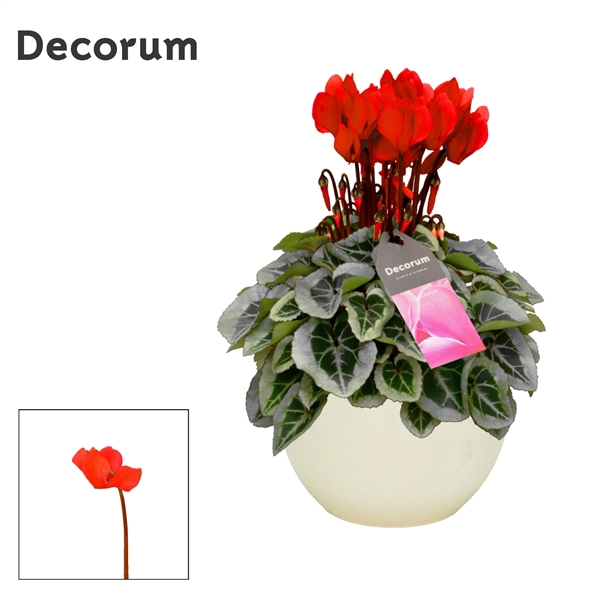 <h4>Cyclaam Picasso Red Melanie</h4>