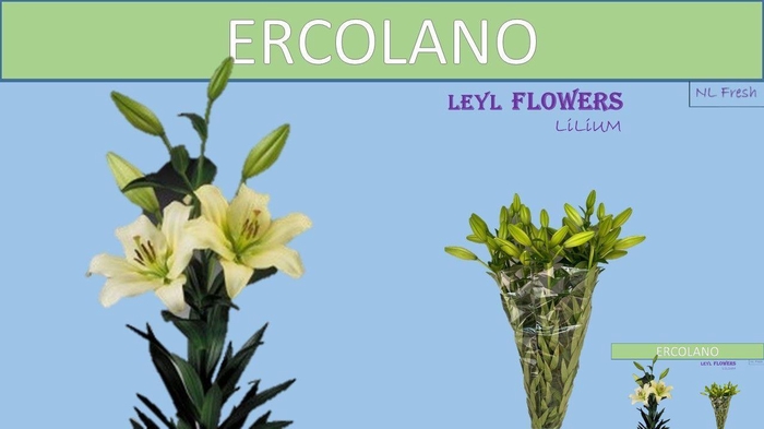 <h4>LI LA ERCOLANO</h4>