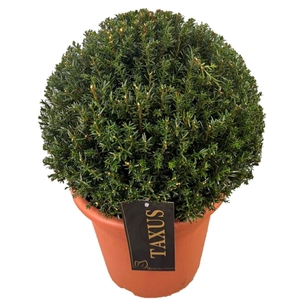 Taxus media Groenland
