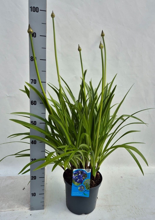 <h4>Agapanthus   ...</h4>