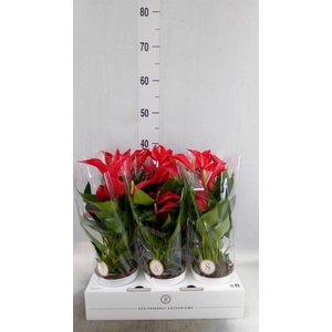 Anthurium  'Banderola Roja'