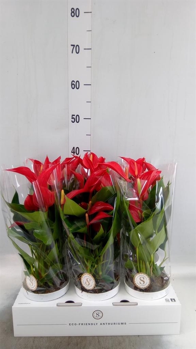 <h4>Anthurium 'Banderola Roja'</h4>