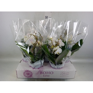 Phalaenopsis   ...white
