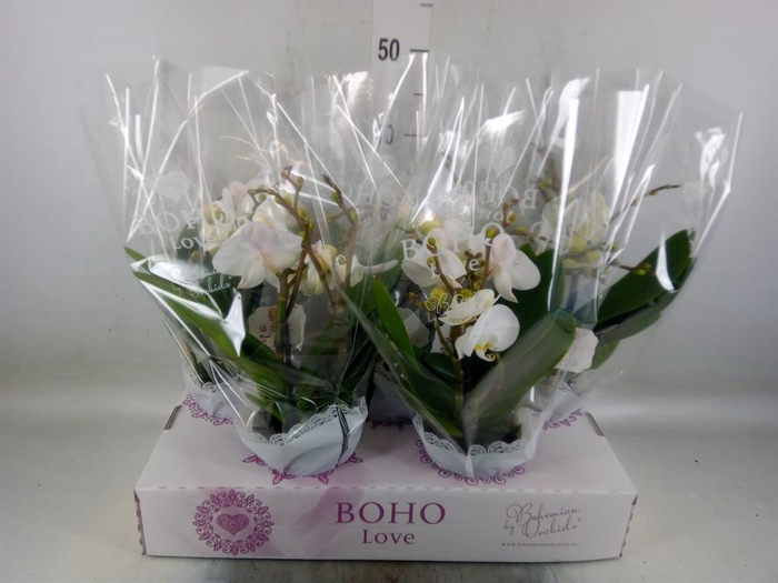 <h4>Phalaenopsis   ...white</h4>