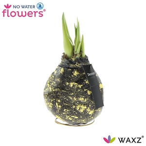Hipp Waxz Galaxy Black