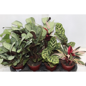 MARANTA VARIADO P12