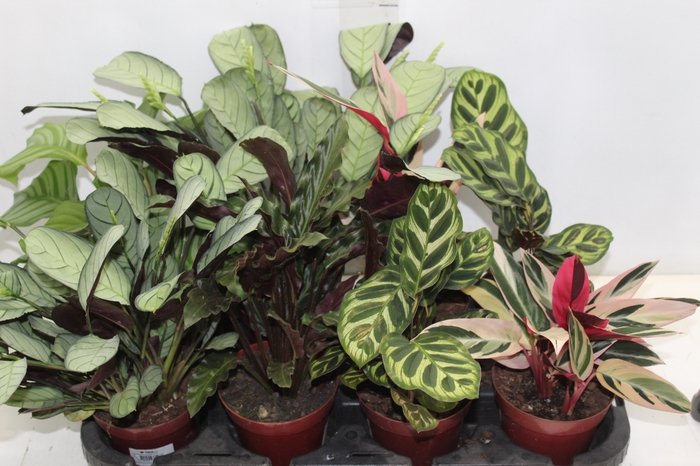 <h4>MARANTA VARIADO P12</h4>