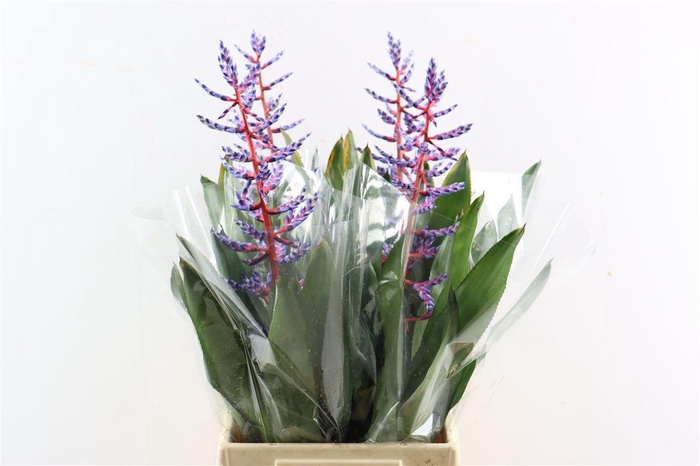 <h4>Aechmea Blue Rain</h4>