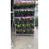 Dahlia Dark Angel mixkar