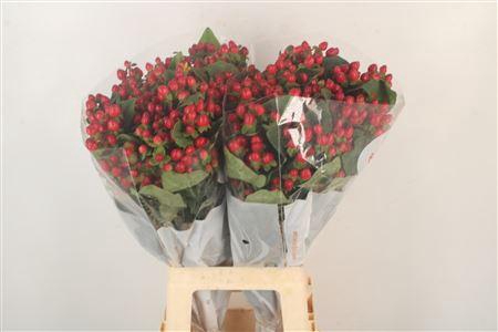 <h4>Hyp Mag Triumph</h4>