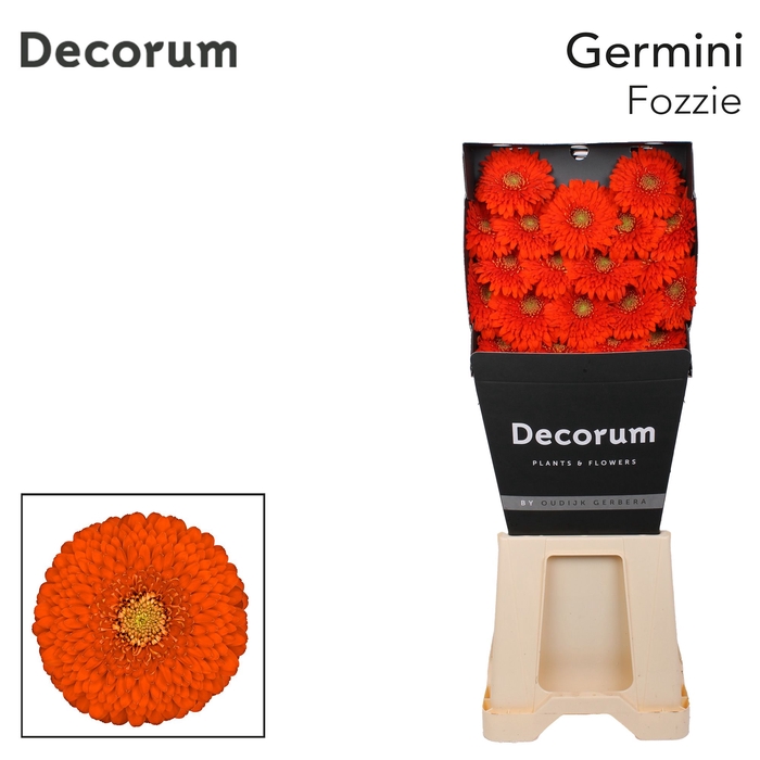 <h4>Germini Pomponi Fozzie Diamond</h4>