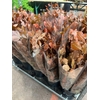 FAGUS BEUK ABS RED 250GR