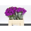 Dianthus Br Amazon Neon Purple