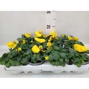 Viola wr. 'Alpha Yellow wBlotch'