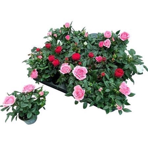 Ro Kordana Gem 4 Srt