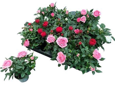 <h4>Ro Kordana Gem 4 Srt</h4>