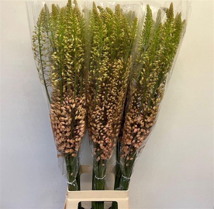 <h4>EREMURUS SH P STAR</h4>