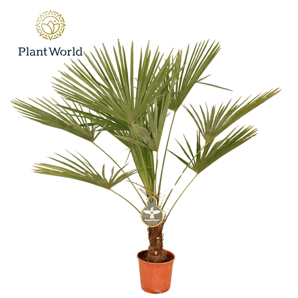 <h4>Trachycarpus Fortuneii / Eagle palm P27 130-140cm</h4>