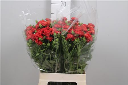 <h4>Geum Fiery Tempest</h4>