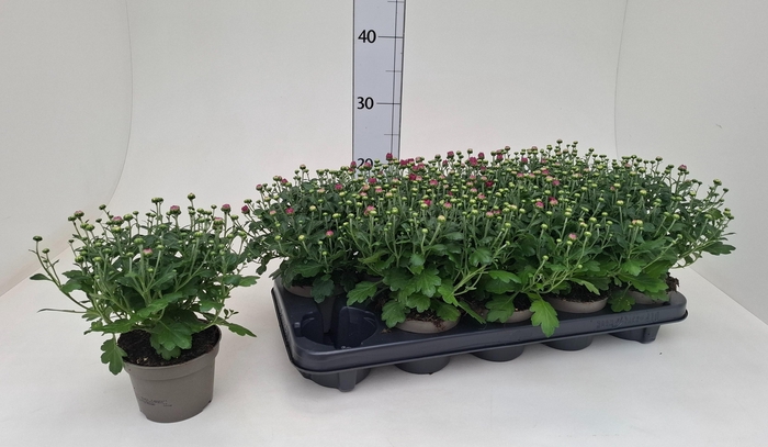 <h4>CHRYS GARDEN MUMS GM</h4>