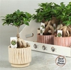Fic Mi Ginseng Decopotten
