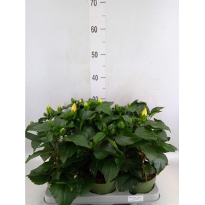 Hibiscus rosa-sin. 'Adonicus Yello'