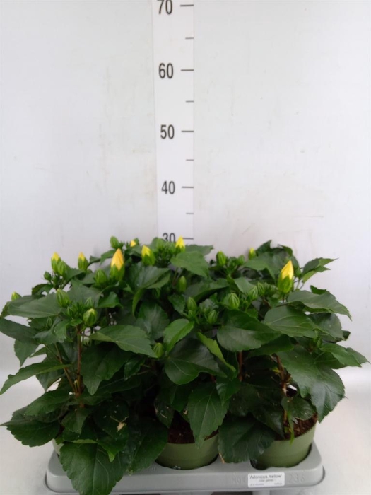 <h4>Hibiscus rosa-sin. 'Adonicus Yello'</h4>