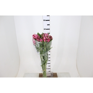 ALSTROEMERIA JUMBO 080 CM ROSA