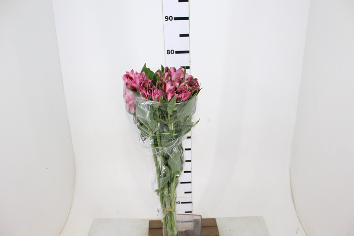 ALSTROEMERIA JUMBO 080 CM ROSA