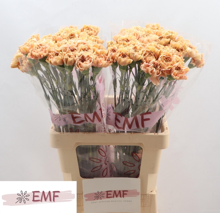 <h4>DI ST SAONA+</h4>