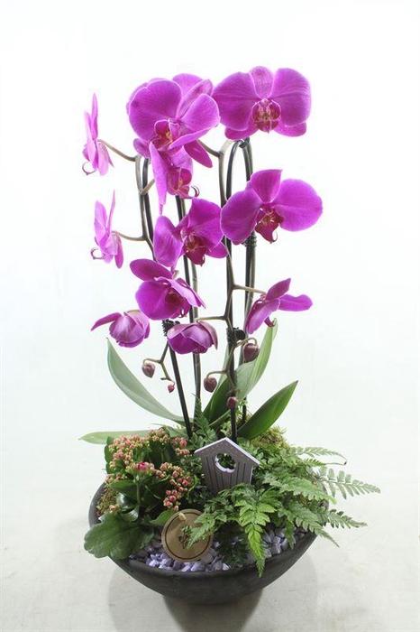 <h4>0530 EBBI GRIJS PAARS PHAL</h4>