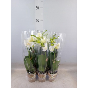 Phalaenopsis multi.   ...white