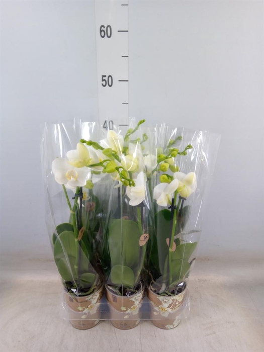 <h4>Phalaenopsis multi.   ...white</h4>