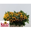 Helian An Sunrich Or