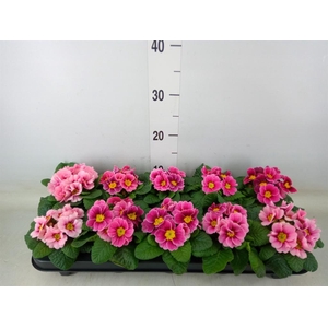 Primula ac. 'Apfelbluete Revol'