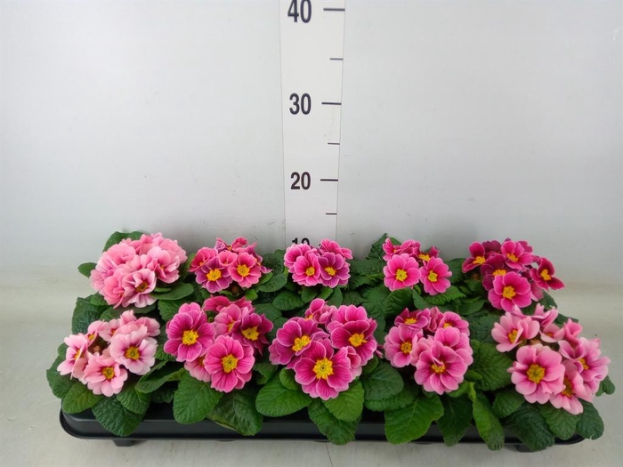 <h4>Primula ac. 'Apfelbluete Revol'</h4>