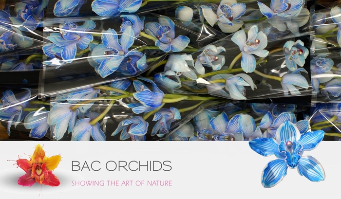 <h4>CYMB T KLB H%</h4>