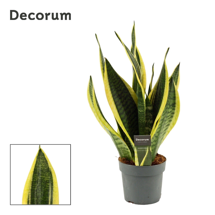 <h4>Sansevieria Superba 14 cm (Decorum)</h4>